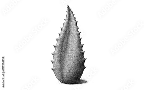 Intricate stippled aloe leaf with spiky edges in black and white