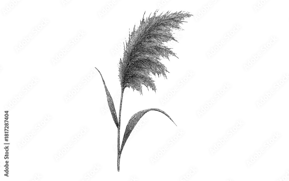 Fototapeta premium Detailed botanical sketch of pampas grass on white background