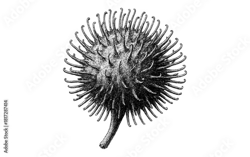 Detailed black and white engraving of a spiky seed pod with stipple shading