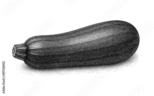 Monochrome stippled ink drawing of a zucchini for kitchen art