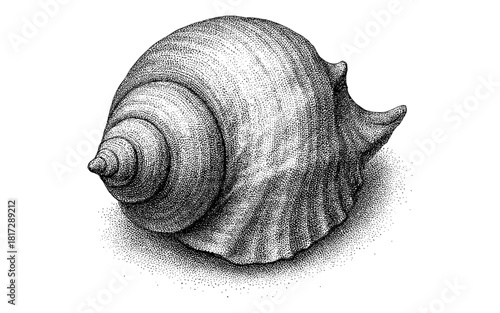 Detailed pointillism shell artwork in black and white