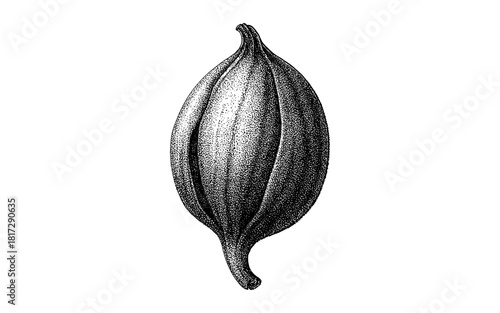 Detailed engraving of exotic seed pod