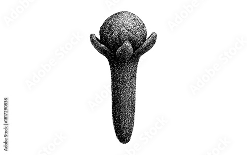 Detailed clove spice in vintage stipple art style