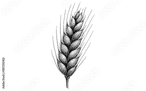 Detailed engraving of wheat ear isolated on white background
