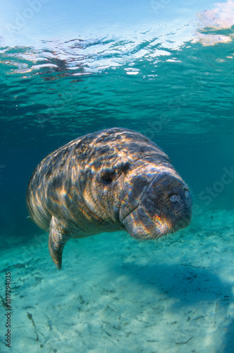 A Manatee, Trichechus manatus, photographed at the Crystal River National Wildlife Refuge, Florida
