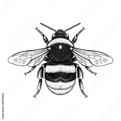 Detailed black and white illustration of a bumblebee with striped abdomen and wings