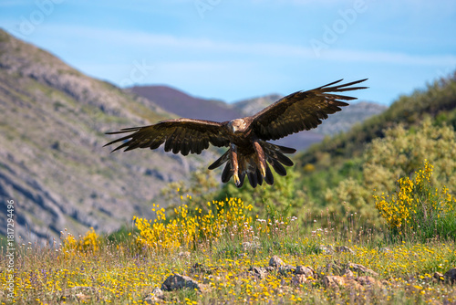 Golden eagle landing on the field. Spain.