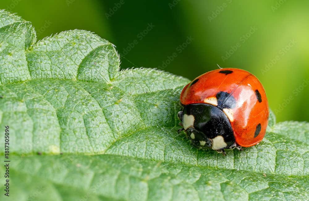 Fototapeta premium Marienkäfer (Coccinella septempunctata)