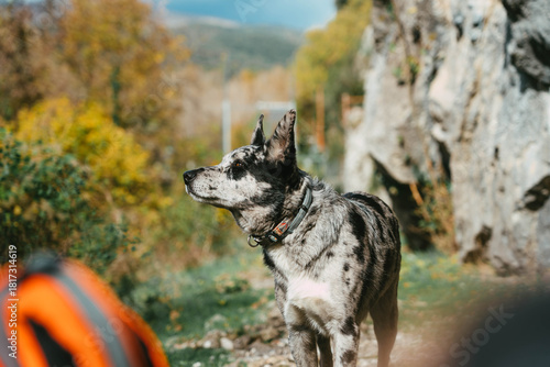 Perro disfrutando del paisaje otoñal en el Pallars Jussà, Pirineos catalanes