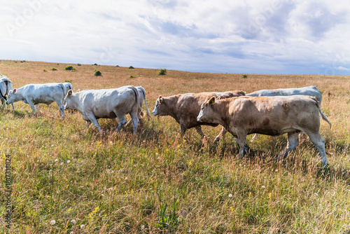 Cows walking through dry grass field in Sweden