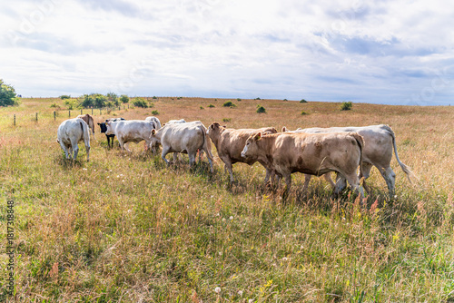 Cows grazing in a dry rural Swedish pasture