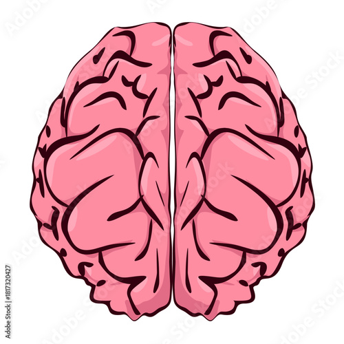 Vector illustration of the human brain anatomy showing the cerebral hemispheres, cerebellum, and main intellect centers for science and medical health systems