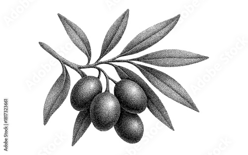 Detailed black and white stippling of olives with leaves in ink style