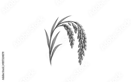 Detailed botanical drawing of rice plant with grains and leaves