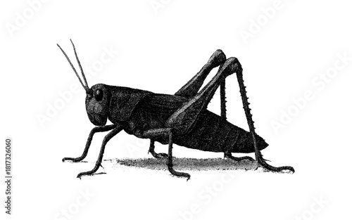Detailed grasshopper sketch in black and white with cross-hatching techniques
