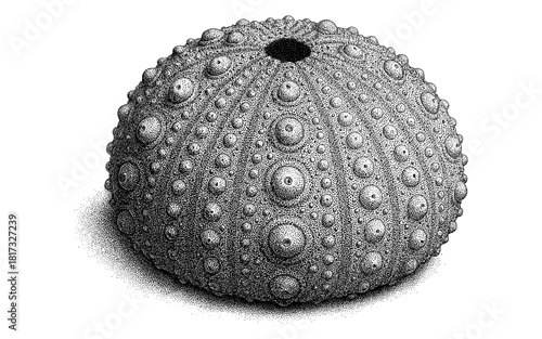 Intricate dotwork sea urchin shell in black and white stippling style
