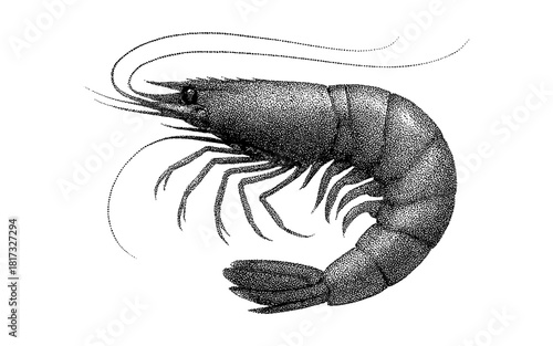 Detailed stippled shrimp design with black ink on white background