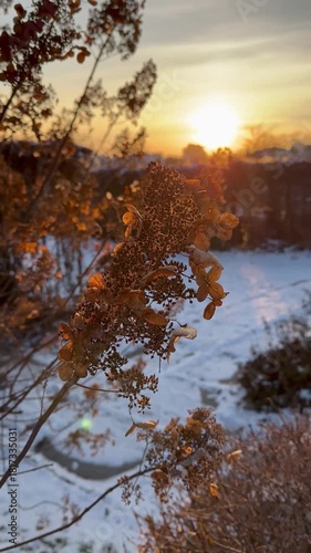Winter vibes. Inflorescences of dried hydrangea flowers in the park. Autumn winter garden. Golden hour. Snow lying on the ground. Cold close-ups. Vertical video. For video presentation, advertising.