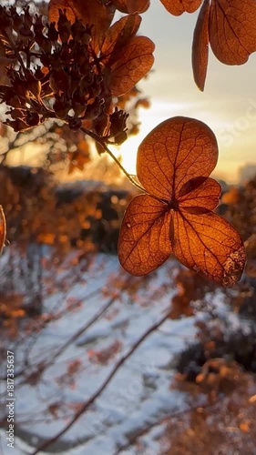 Inflorescences of dried hydrangea flowers in the park. Autumn winter garden. Golden hour. Winter vibes. Cold close-ups. against the backdrop of snow. For video presentation, advertising. Vertical