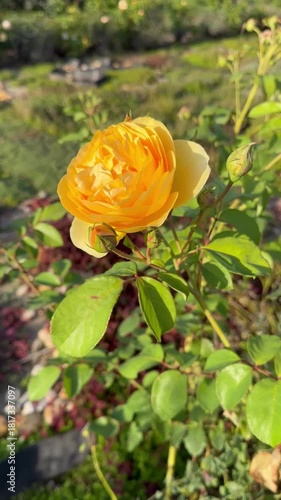 Yellow rose flowers grows on a bush against the background of garden. Is illuminated by the golden sun. Summer vibes. For video presentation, advertising. Close view. Vertical.