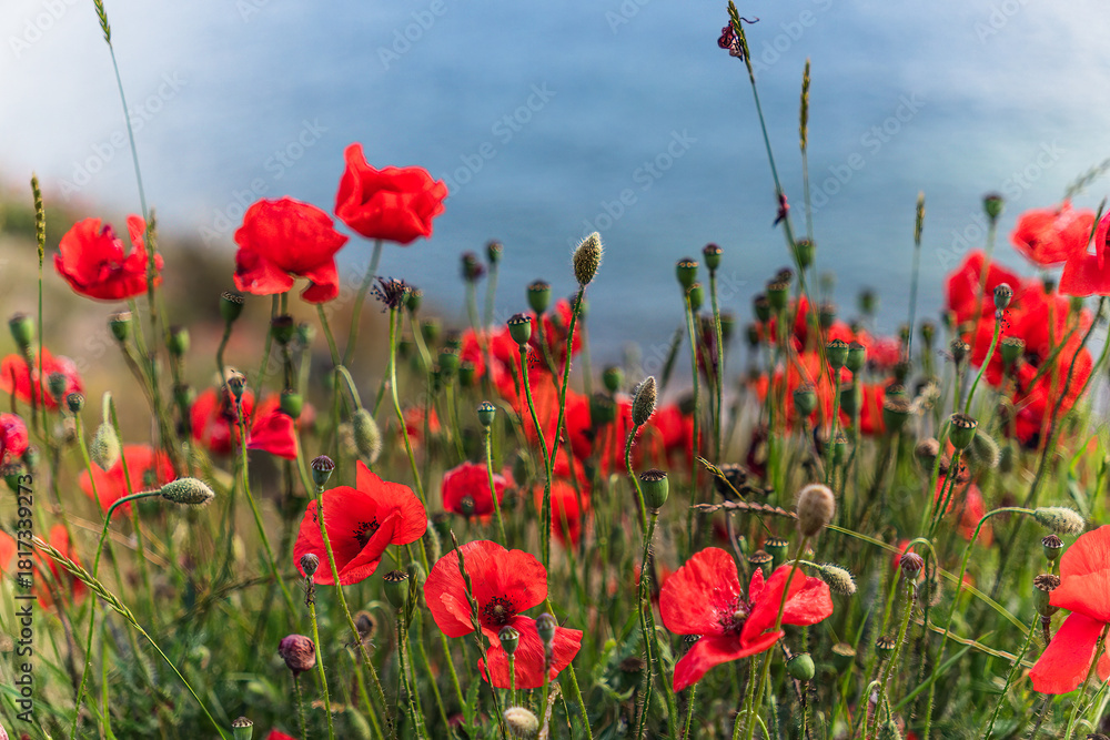 Obraz premium Red poppy flowers displaying vibrant color on a sunny day, growing in a lush green field with the blue sea shimmering in the background, symbolizing natural beauty and summer landscape