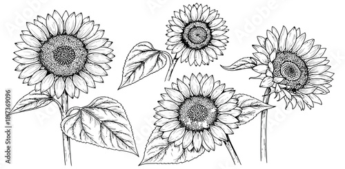 Hand drawn sunflower illustration in black and white