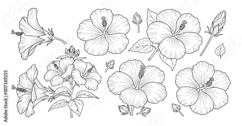 Hand drawn hibiscus flower illustration line art black white