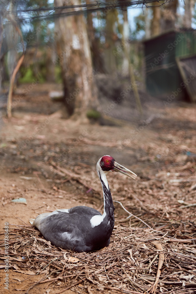 Naklejka premium Bird crane sitting on nest in forest floor, wildlife scene with long beak and redhead plumage, ground resting adult bird among dry leaves and branches in natural habitat.