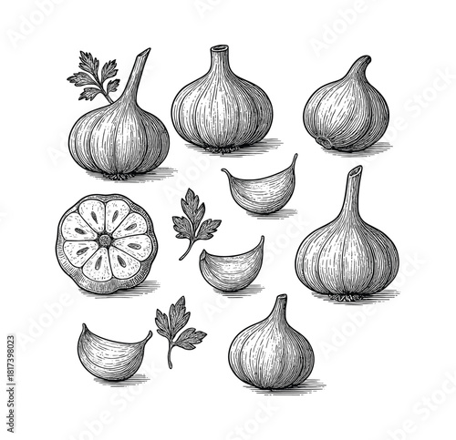 Garlic Bulbs and Herb Collection – Vintage Botanical Line Art