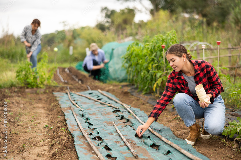 Fototapeta premium During gardening, girl owner of plantation, participates in planting plants. Woman takes small plant seeds out of paper bag and puts them in plastic bed, puts seeds in holes of covering material