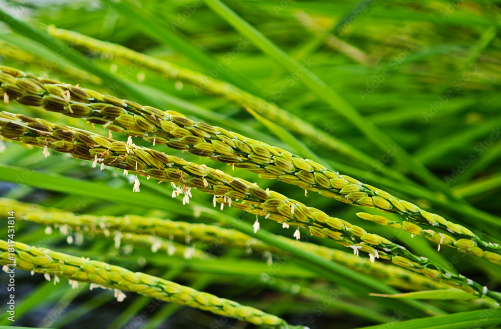 Fototapeta premium Rice flowers, rice milk, green rice ears are growing.