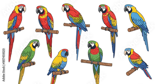 Colorful Macaw Parrots A Set of Vibrant, Exotic Birds Perched on Branches in Vector Style