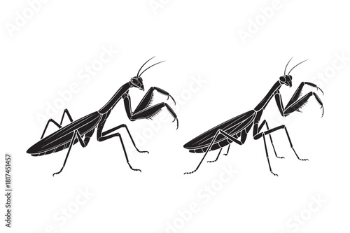 Two praying mantis insects drawn in a scratchy black and white style