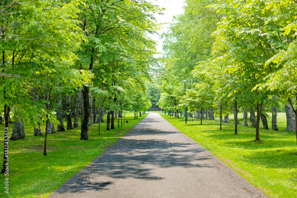 Fototapeta premium 緑の中の道