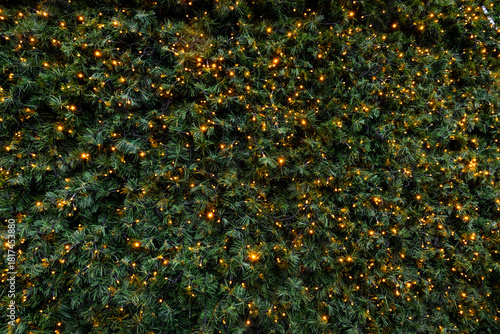 Christmas tree needles and shiny Christmas lights