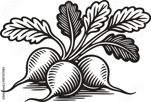 Linocut illustration of radish in vintage vegetable engraving style for packaging and labels