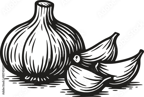Linocut style illustration of whole garlic bulb and cloves in classic engraving style for packaging and labels