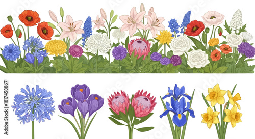 Detailed botanical illustration set of various colorful garden flowers. A collection of spring and summer blooms including poppy, lily, and crocus isolated on white