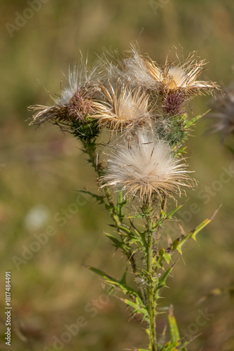 Gewöhnliche Kratzdistel (Cirsium vulgare), Samenstand