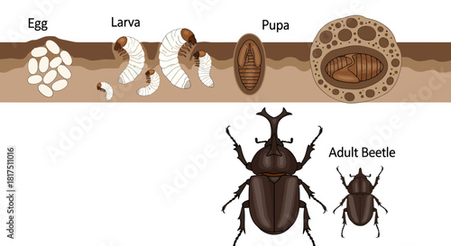 Life cycle illustration of a rhinoceros beetle, from egg to larva to pupa to adult.
