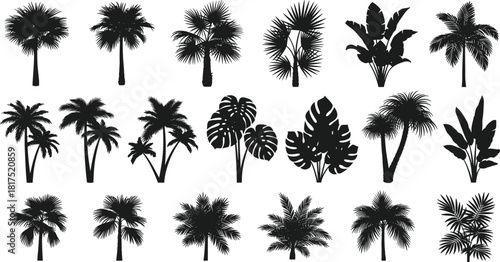 Tropical palm tree silhouettes collection, exotic jungle foliage icons, summer beach plants set, botanical black shapes for design and decoration