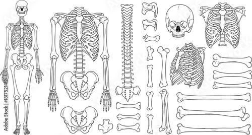 Detailed human skeleton and bone illustration set including skull, spine, ribcage, pelvis, limbs and anatomy parts for medical, scientific and educational designs
