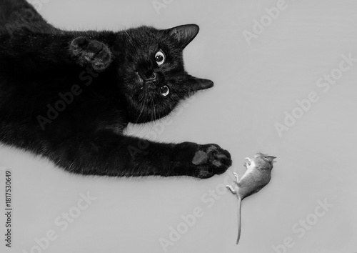 Black cat plays defeated mouse background grey floor mammal wild animal