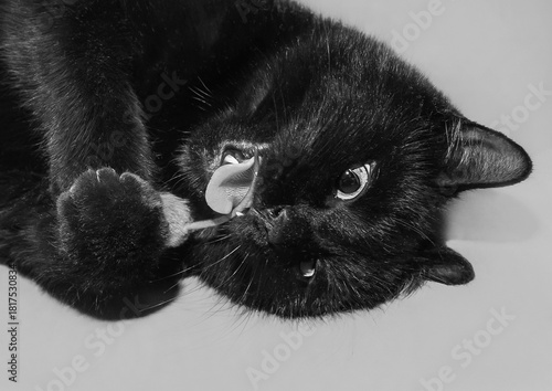 A black cat open mouth tongue holds mouse paws plays bites rodent tail grey background, close-up mammal animal rat