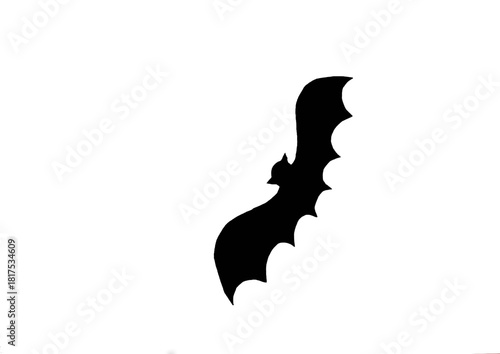 Bat vampire white background isolated animal wildlife mammal night wing scary wild