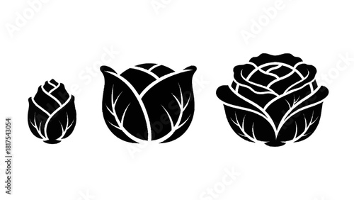 Vector illustration of three black silhouette icons showing the growth stages of a cabbage vegetable isolated on transparent background 