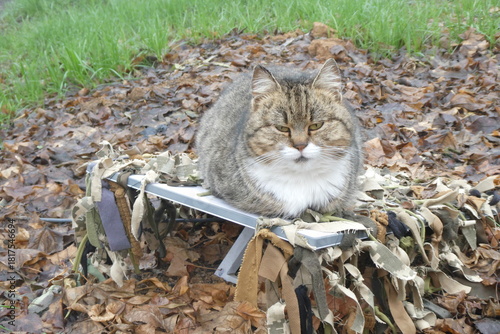 A cat sits on a satellite internet antenna.