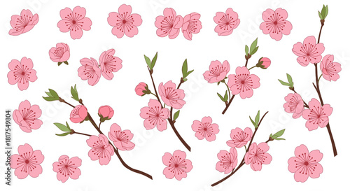 Collection of pink cherry blossom flowers and branches on a white background illustration style image