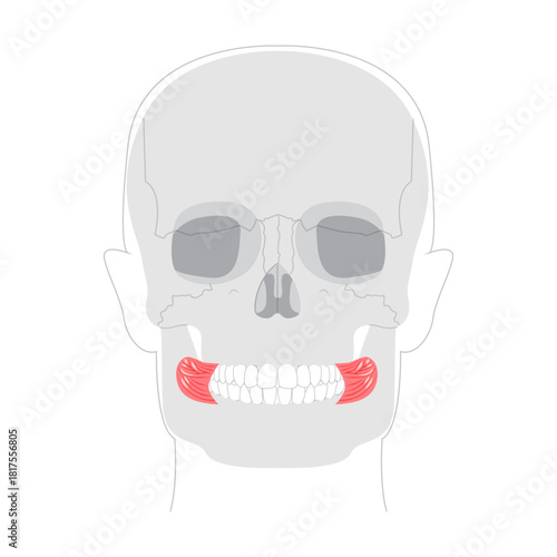 Buccinator - Human cheek muscle in anatomy chart, aids in mastication by compressing the cheeks, important for blowing and chewing, used in health education.