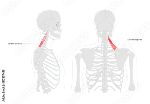 Levator scapulae - Human neck and shoulder muscle shown in labeled anatomy diagram, elevates scapula and tilts glenoid cavity inferiorly, essential for posture and movement education